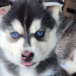 Indy - Light Blue - Silver and white Pomsky puppy in Aberdeen, Maryland from True-Blue Pomskies