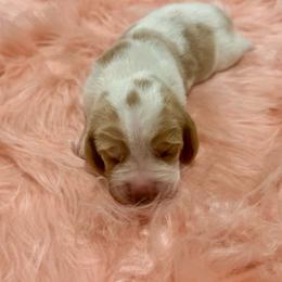 Gracie - Lemon and white female Basset Hound puppy in Hurtsboro, Alabama from PARK’s Family Farm