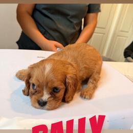 Rally - Black and tan male Cavalier King Charles Spaniel puppy in Rockville, Maryland from Skais the Limit