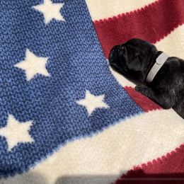 Bullet - Black brindle Cane Corso puppy in Asheville, North Carolina from War Dogs
