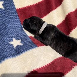 Bullet - Black brindle Cane Corso puppy in Asheville, North Carolina from War Dogs