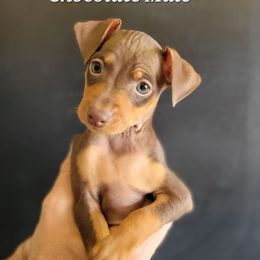 Miniature Pinschers from Sugar Ranch Min Pins
