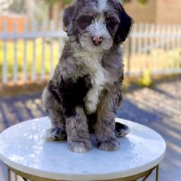 Girl 1 - Blue merle female Bernedoodle puppy in Salt Lake County, Utah from Coco Avenue Pups