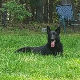 SPLASH - German Shepherd