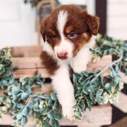 Australian Shepherd Puppies from Houser Hill Aussies