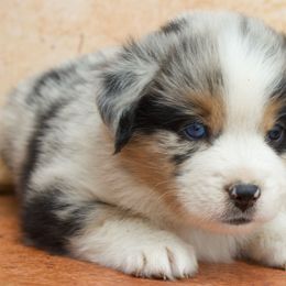 Rodeo - Blue merle male Miniature American Shepherd puppy in Godley, Texas from Bradley Kennels