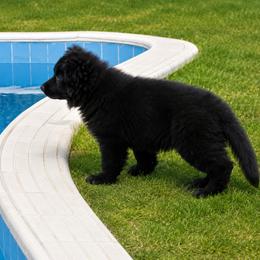 German Shepherd Puppies from Von Gonzalez Kennel