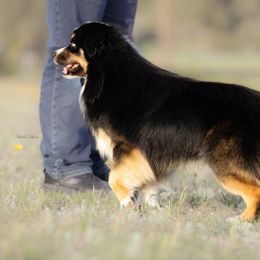 Titan - Toy Australian Shepherd