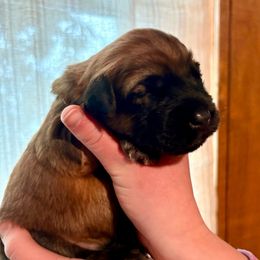 Boy 6 - Wheaten male Soft Coated Wheaten Terrier puppy in Fowler, Ohio from Warzalas wheatens
