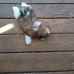 Shih Tzu Puppies from Tiny Bubbles Shih Tzus
