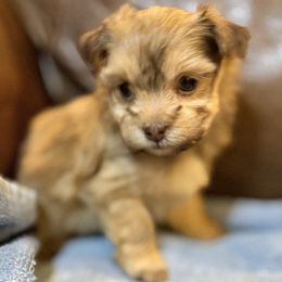 Finn - Red male Havanese puppy in Lancaster, South Carolina from 3 Bs Havanese-PUPPIES with  PURPOSE