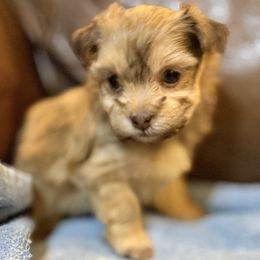 Finn - Red male Havanese puppy in Lancaster, South Carolina from 3 Bs Havanese-PUPPIES with  PURPOSE