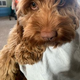 Sora - Cockapoo