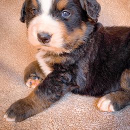 Bernedoodle, Bernese Mountain Dog, and Siberian Husky Puppies from Timberline Paws