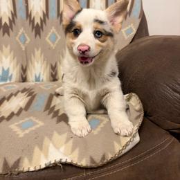 Indigo - female American Corgi puppy in Maupin, Oregon from Bailey Nannini