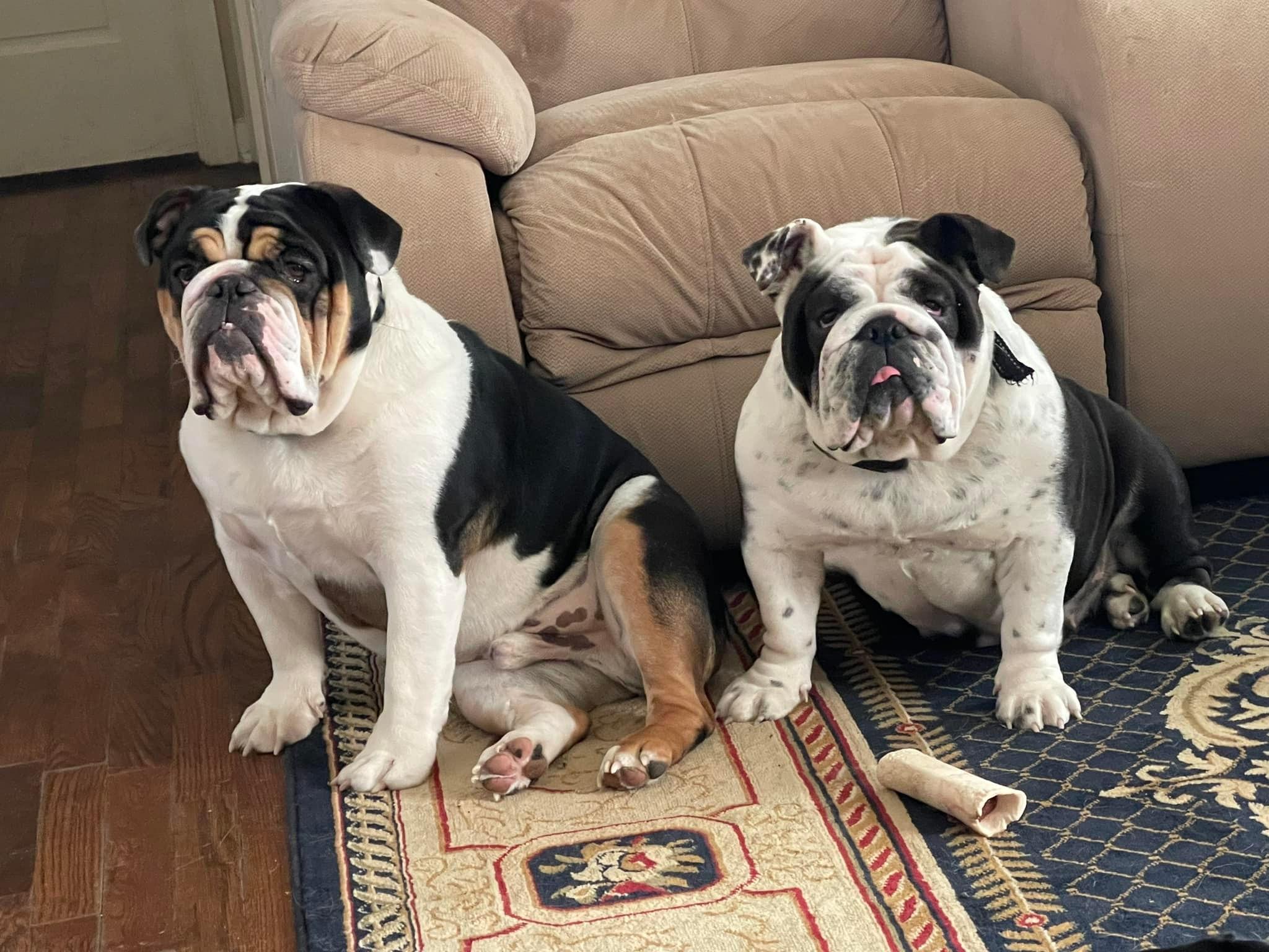 Sanford and Son Bulldogs in Georgia | Bulldog puppies | Good Dog