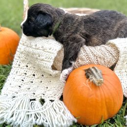 Caucasian Shepherd Dog, Labradoodle, and Saint Bernard Puppies from Blue Line Kennels