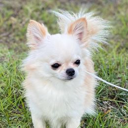 Jax - Chihuahua