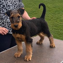 Blue - Black and tan male Airedale Terrier puppy in Castle Rock, Washington from Seaquest Airedales