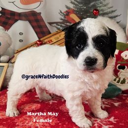 Martha May - Parti female Goldendoodle puppy in Peytno, Colorado from Grace N Faith Doodles