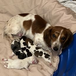 Border Collie, Dachshund, and Pembroke Welsh Corgi Puppies from Whisenhunt Farms