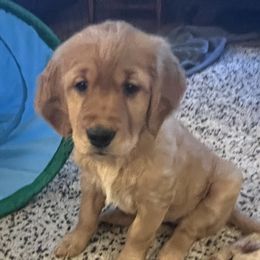 Boy 3 - Dark golden Golden Retriever puppy in Salem, Oregon from Baker’s Goldens