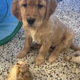 Boy 3 - Dark golden Golden Retriever puppy in Salem, Oregon from Baker’s Goldens