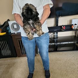 Joseph - Brindle male Shih Tzu puppy in Stockton, Missouri from James and Denise's Shih Tzus