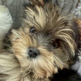 Biewer Terriers, Miniature Schnauzers, Morkies, and Yorkshire Terriers from Blue Ridge Mountain Puppies