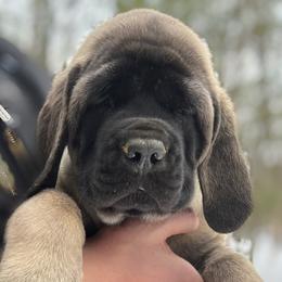 Girl 7 - Mastiff puppy in Frederic, Michigan from ACM Mastiffs