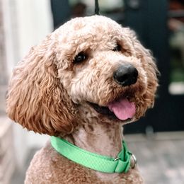 Hank - Bernedoodle