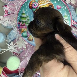Fudge - Brindle male Shih Tzu puppy in Russellville, Kentucky from The Patriot Tzu