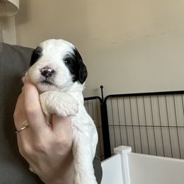 Sheepadoodle Puppies from Taylor's Sheepadoodle Puppies