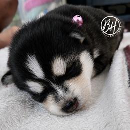 Girl 3 (Guinevere) - Black and white female Pomsky puppy in Norfolk, Virginia from 'Brick'House Couture Pomskies