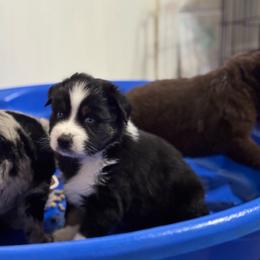 Sparky - Black tri-color male Australian Shepherd puppy in Devine, Texas from Sun Kissed Aussies