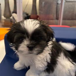 Linus - Brindle and white male Shih Tzu puppy in Springboro, Ohio from Shih Tzus of Springboro LLC.
