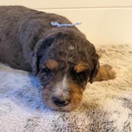 Blue Collar Boy - Blue merle male Bernedoodle puppy in San Augustine, Texas from Vintage Doodles