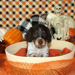Voorhees - Piebald male Dachshund puppy in Corbin, Kentucky from White River Valley Kennel