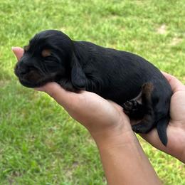 Toothless - Black and tan male Dachshund puppy in Charlotte County, Florida from Doxie Den