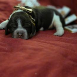 Godiva - Tri-Roan female English Springer Spaniel puppy in Cookeville, Tennessee from Krossroads Kennel