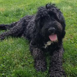 " Cricket" - Portuguese Water Dog