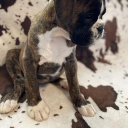 Boston Terrier and Boxer Puppies from Shotgun Pups