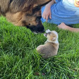 Pembroke Welsh Corgi Puppies from Sweet Bailey and The Corgi Babes