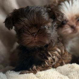 Twixy - Liver female Shorkie puppy in Idaho from Little Rascal Ranch