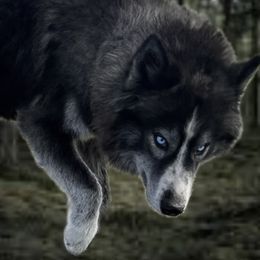 Baine - Siberian Husky