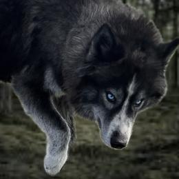 Baine - Siberian Husky