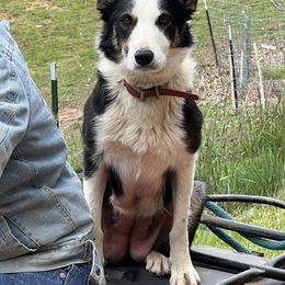 Pepper - Border Collie