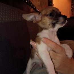 Dapper - Chocolate and white male Chihuahua puppy in Federalsburg, Maryland from Mobley Chihuahuas