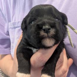 Boy 1 - Black male Miniature Schnauzer puppy in Eupora, Mississippi from Mississippi Mini Schnauzers