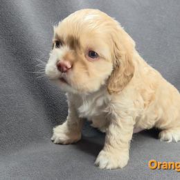 Orange - Buff male Cocker Spaniel puppy in Lebanon, Missouri from Spring Hollow Cocker Spaniels
